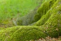 Mossy tree trunk