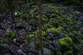 Mossy tree trunks in a dark mystic forest in Germany Am KÃÂ¼hkopf. Wilderness, environment and nature reserve concept