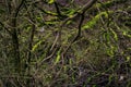 Mossy tree trunks in a dark mystic forest in Germany Am KÃÂ¼hkopf. Wilderness, environment and nature reserve concept Royalty Free Stock Photo