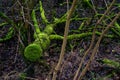 Mossy tree trunks in a dark mystic forest in Germany Am KÃÂ¼hkopf. Wilderness, environment and nature reserve concept