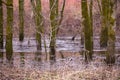 Mossy tree trunks rising from the St. Charles River overflow seen during a spring early grey morning