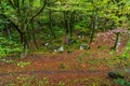 Mossy trees in a green mystical forest Royalty Free Stock Photo