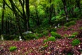 Mossy trees in a green mystical forest Royalty Free Stock Photo