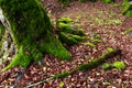 Mossy trees in a green mystical forest Royalty Free Stock Photo