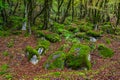 Mossy trees in a green mystical forest Royalty Free Stock Photo