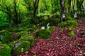 Mossy trees in a green mystical forest Royalty Free Stock Photo