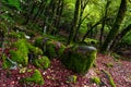 Mossy trees in a green mystical forest Royalty Free Stock Photo