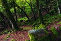 Mossy trees in a green mystical forest Royalty Free Stock Photo