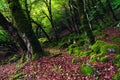 Mossy trees in a green mystical forest Royalty Free Stock Photo