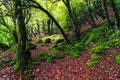 Mossy trees in a green mystical forest Royalty Free Stock Photo