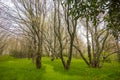 Mossy Trees with no Leaves in Spence Field Royalty Free Stock Photo