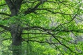 Mossy trunk and twisted limbs of a towering old oak tree in park