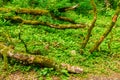 Mossy trunks lying on grass