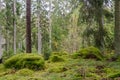 Mossy unspoilt conoferous forest Royalty Free Stock Photo