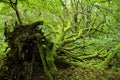 Mossy Uprooted Tree