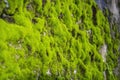 Mossy wall