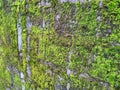 Mossy wall on the house fence Royalty Free Stock Photo