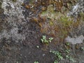 Mossy Wall Texture and Green Moss on Concrete Royalty Free Stock Photo