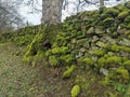 Mossy wall and tree trunk Teesdale