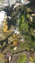 Mossy waterfalls on rocks