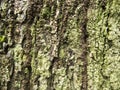 Mossy wood bark texture with cracks. Raw wood board surface