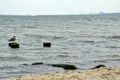 Mossy wooden pillars and stones in the sea Royalty Free Stock Photo