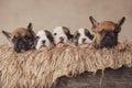 the most adorable family of french bulldog puppies resting