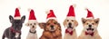 Most adorable group of santa claus dogs