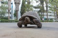 Most African tortoise