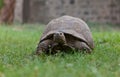Most African tortoise