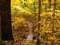 The most amazing fall trail