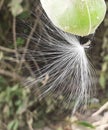 Silky Parasols attached to the seed with Milkweed Follicle in the blurred background Royalty Free Stock Photo