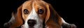 The Joyful Beagle: Smiling Adorably on Transparent Background - Banner, generative AI