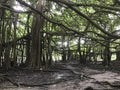 A most beautiful Banyan tree in The world