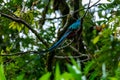 The most beautiful bird of Central America. Resplendent quetzal Pharomachrus mocinno Sitting ma branches covered with moss. Beau Royalty Free Stock Photo