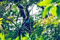The most beautiful bird of Central America. Resplendent quetzal Pharomachrus mocinno Sitting ma branches covered with moss. Beau Royalty Free Stock Photo