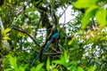The most beautiful bird of Central America. Resplendent quetzal Pharomachrus mocinno Sitting ma branches covered with moss. Beau Royalty Free Stock Photo