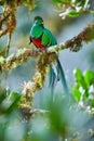 The most beautiful bird of Central America. Resplendent quetzal Pharomachrus mocinno Sitting ma branches covered with moss.