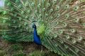 The most beautiful bird in the world is a peacock from the chicken family with a large and bright tail like a chic fan of feathers Royalty Free Stock Photo