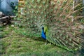 The most beautiful bird in the world is a peacock from the chicken family with a large and bright tail like a chic fan of feathers Royalty Free Stock Photo