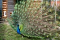 The most beautiful bird in the world is a peacock from the chicken family with a large and bright tail like a chic fan of feathers Royalty Free Stock Photo