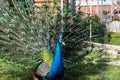 The most beautiful bird in the world is a peacock from the chicken family with a large and bright tail like a chic fan of feathers Royalty Free Stock Photo