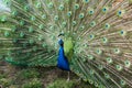 The most beautiful bird in the world is a peacock from the chicken family with a large and bright tail like a chic fan of feathers