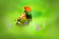 Most beautiful bird in the world. Tufted Coquette, Lophornis ornatus, colourful hummingbird with orange crest and collar in the gr Royalty Free Stock Photo