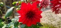 Blakish Red Dahlia Flower in Garden Royalty Free Stock Photo