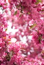 Most Beautiful Blossom Frame Royalty Free Stock Photo