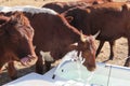 Closeup of brown cows drinking water from white bath tubs. Water fountain is spraying in the air. Cow is licking its nose