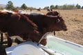 Closeup of brown cows drinking water from white bath tubs. Water fountain is spraying in the air.