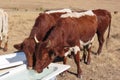 Closeup of brown cows drinking water from white bath tubs. Water fountain is spraying in the air.