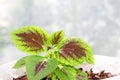 the most beautiful dark pink and green edges of the leaves of the coleus plant, close-up. Coleus in a pot. Red and green Royalty Free Stock Photo